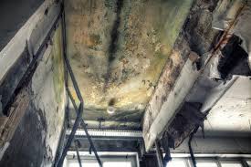 Why You Should Choose Our Mold Remediation Services in Maili, HI